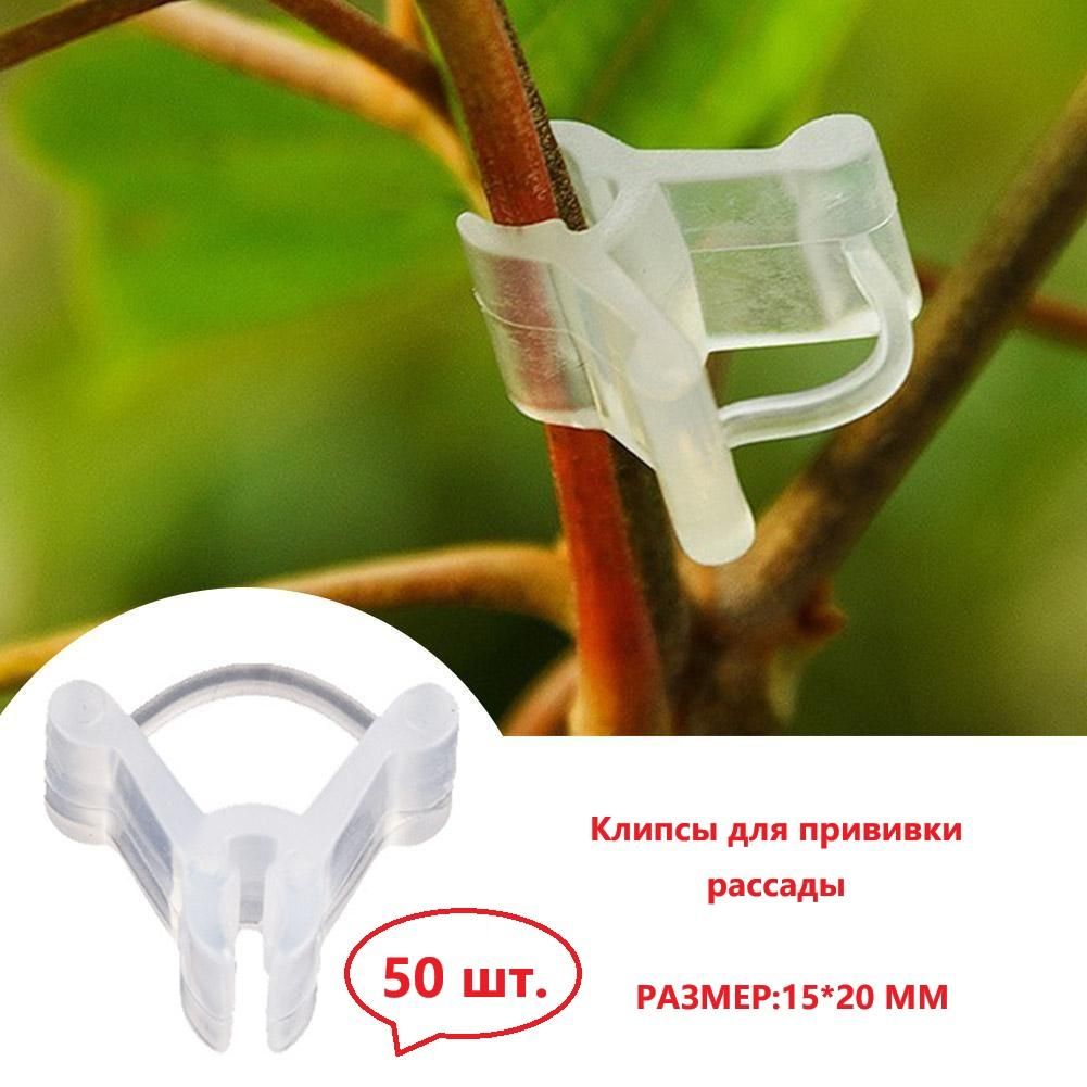 Набордлярассады