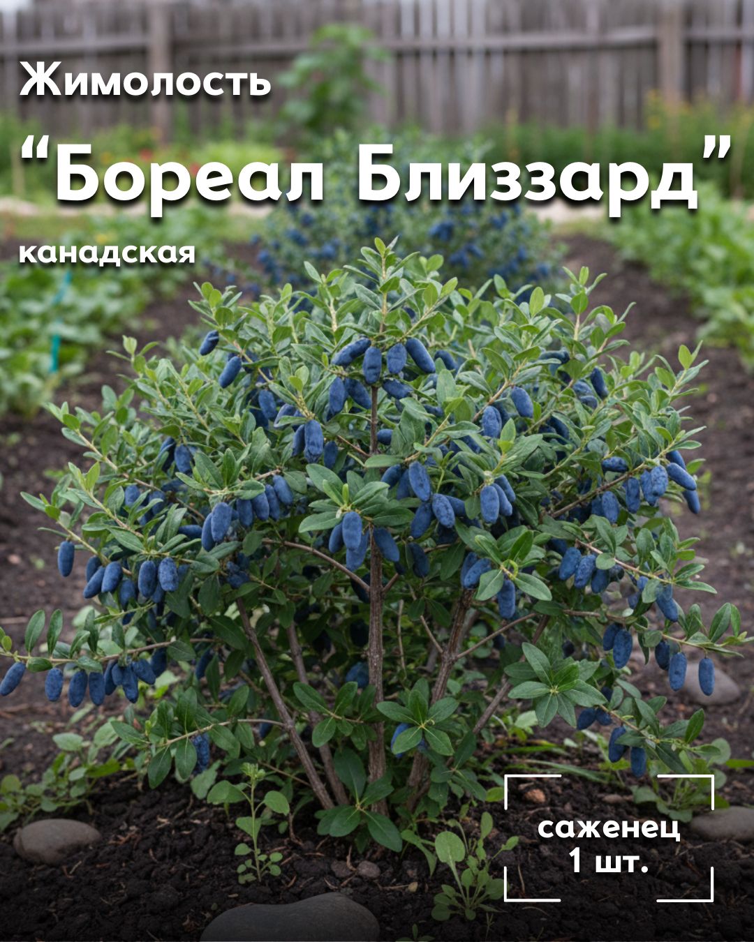 Жимолость(канадская)БореалБлиззард,саженец1шт.